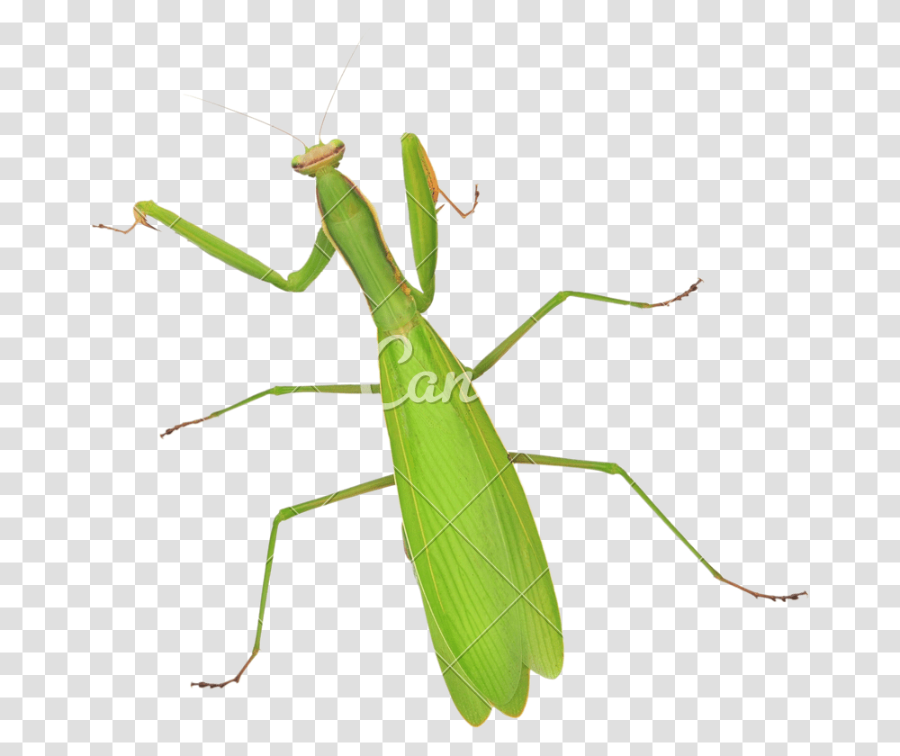 Stick Insectoecanthidae Mantidae, Invertebrate, Animal, Bow, Cricket Insect Transparent Png