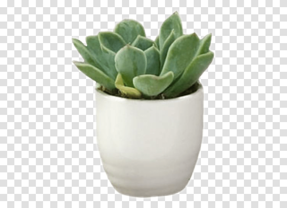 Sticker Aesthetic Green Cute Plants Use Aesthetic Plant, Leaf, Potted Plant, Vase, Jar Transparent Png