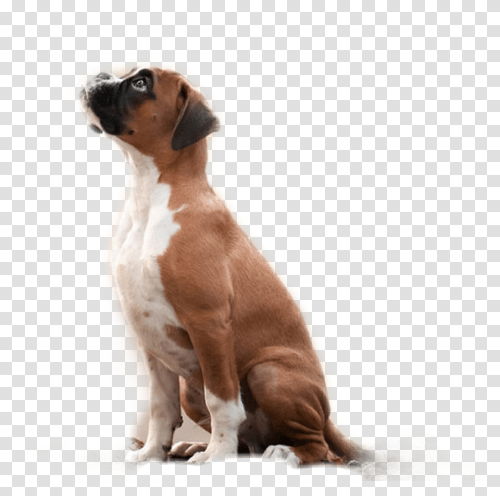 Sticker Animales Mascotas Perros Dog, Boxer, Bulldog, Pet, Canine Transparent Png