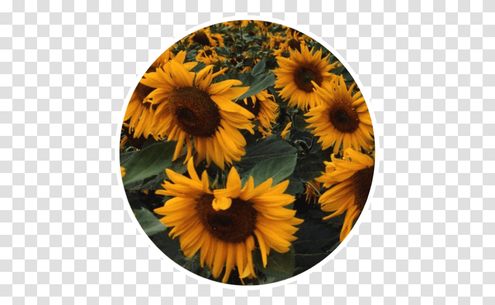 Sticker Background Sunflowers Yellow Flowers Freetoedit Aesthetic Sunflower, Plant, Blossom, Daisy, Daisies Transparent Png