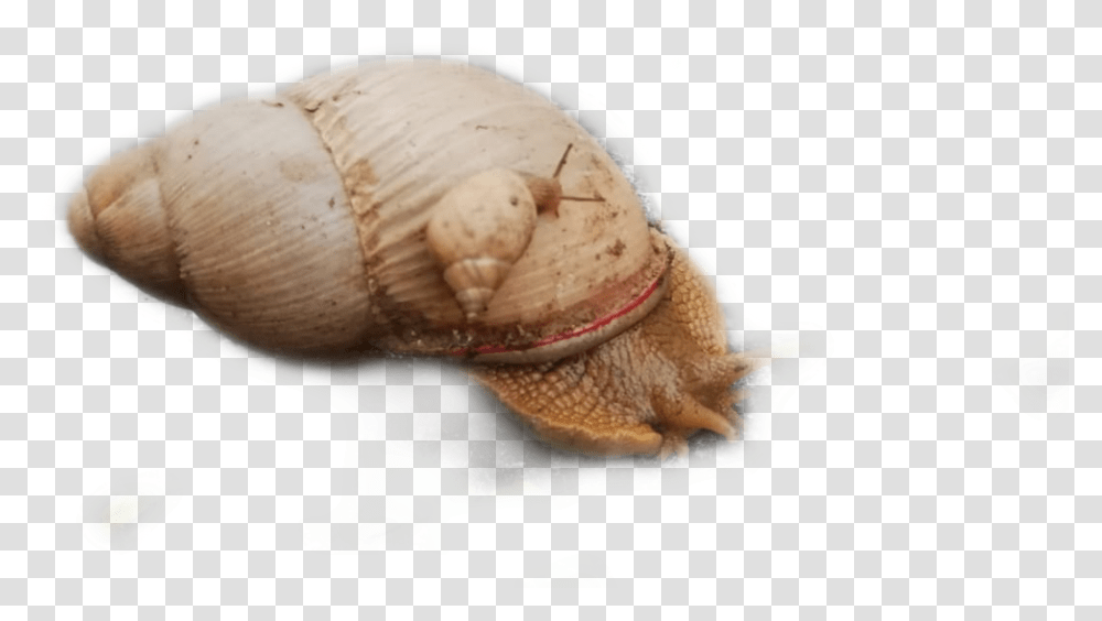 Sticker Caracol Freetoedit Shell, Fungus, Invertebrate, Animal, Snail Transparent Png