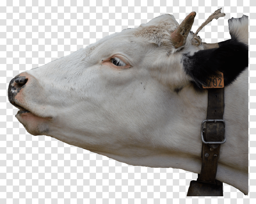 Sticker Cow Head Cowhead Dennystoughton Cattle, Mammal, Animal, Dairy Cow, Bull Transparent Png