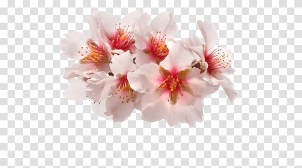 Sticker Flower Spring Flower Stickers, Plant, Blossom, Cherry Blossom, Anther Transparent Png