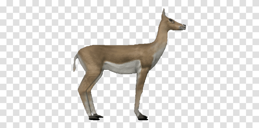 Sticker Gif Animals Gif, Antelope, Wildlife, Mammal, Gazelle Transparent Png