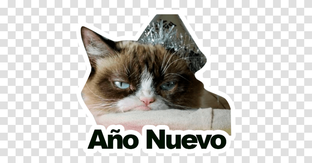 Sticker Maker Grumpy Cat Y Lil Bub My Birthday Grumpy Cat Birthday Meme, Pet, Animal, Mammal, Siamese Transparent Png