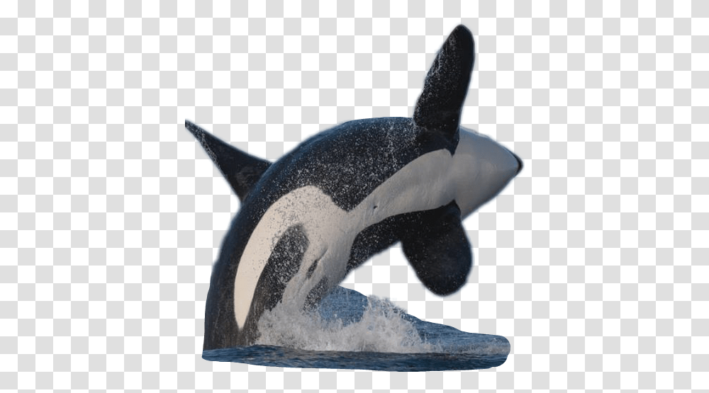 Sticker Orca Whale Watercolor Oceanlife Killer Whale, Mammal, Sea Life, Animal, Shark Transparent Png