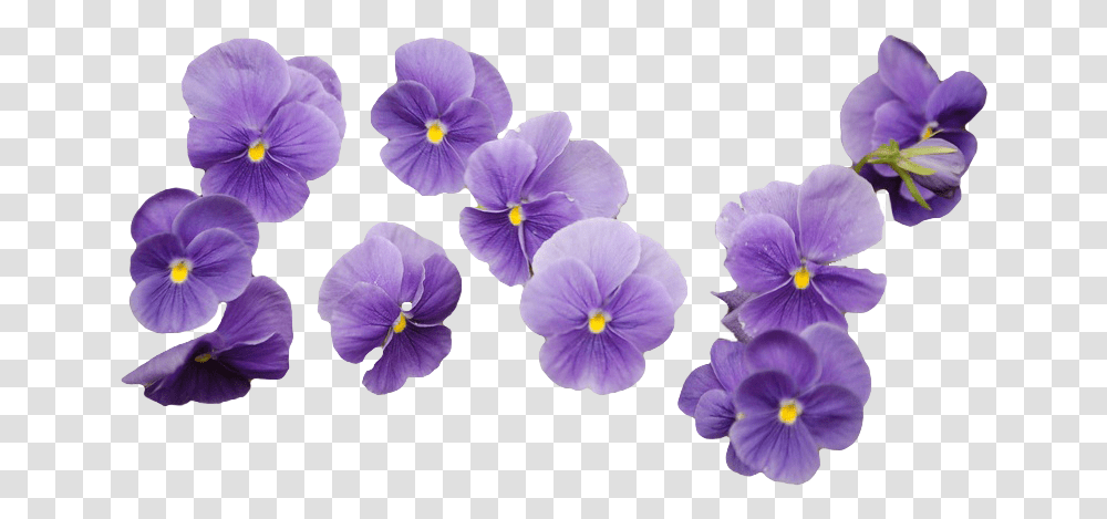 Sticker Overlay Tumblr Aesthetic Purple Flower, Plant, Blossom, Pansy, Petal Transparent Png