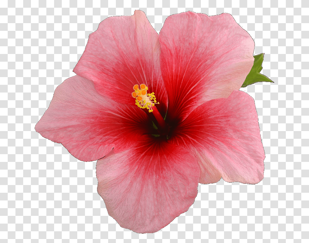 Sticker Overlay Tumblr Single Hibiscus Flower On A Black Background, Plant, Blossom, Honey Bee, Insect Transparent Png