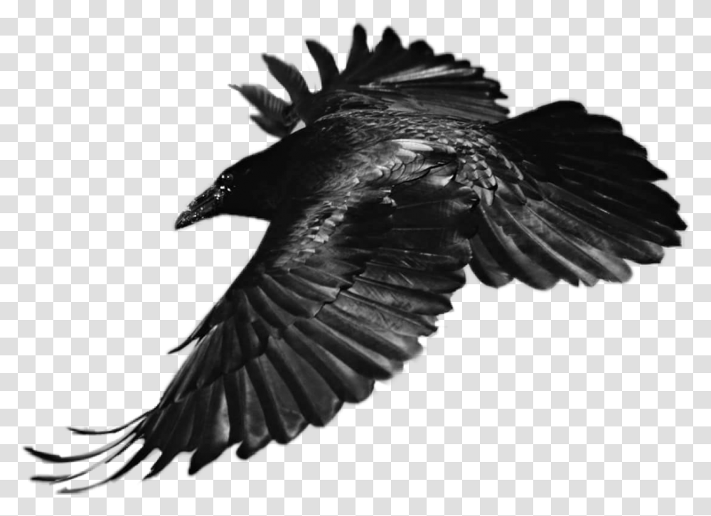 Sticker Raven Bird Flying Black Eagle Feather Black And White, Animal, Kite Bird, Blackbird, Agelaius Transparent Png
