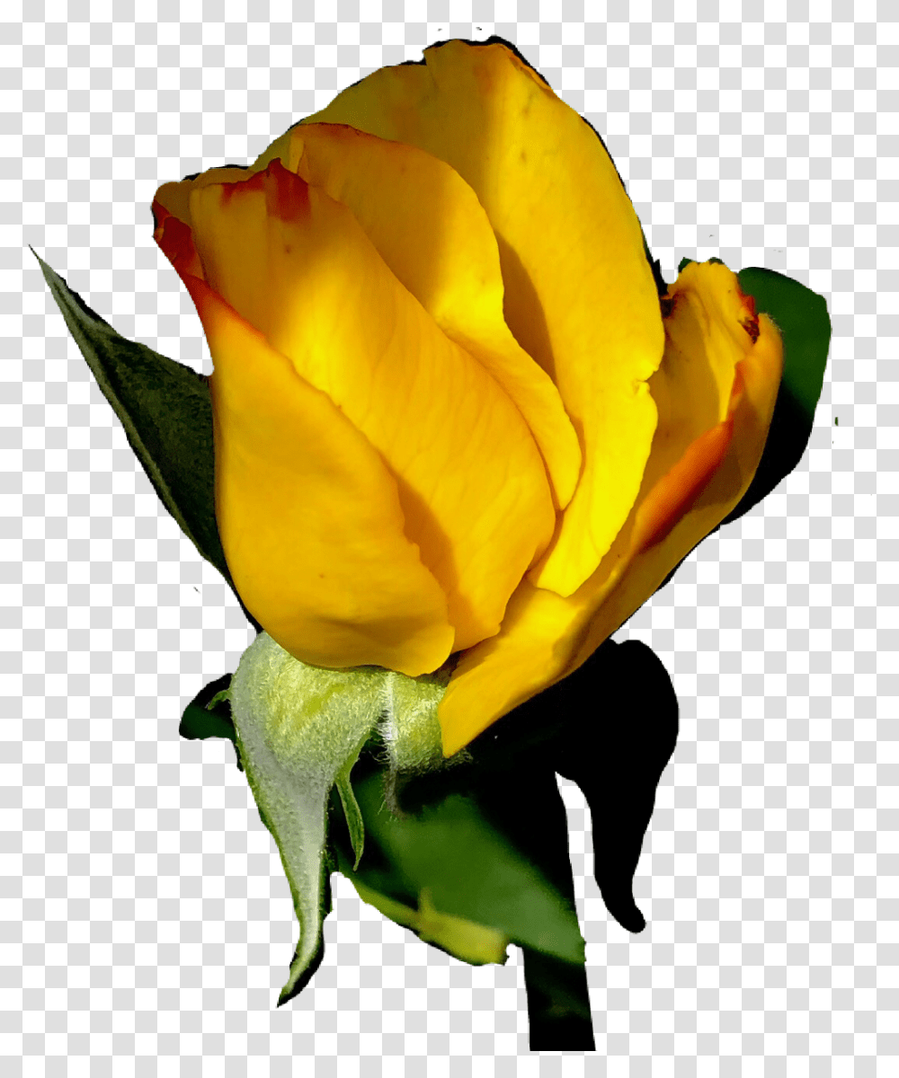 Sticker Rose Rosebud Yellowrose Garden Roses, Flower, Plant, Blossom, Petal Transparent Png