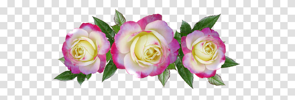 Sticker Stickers Rosen Roses Garten Garden Sommer Floribunda, Flower, Plant, Blossom, Petal Transparent Png