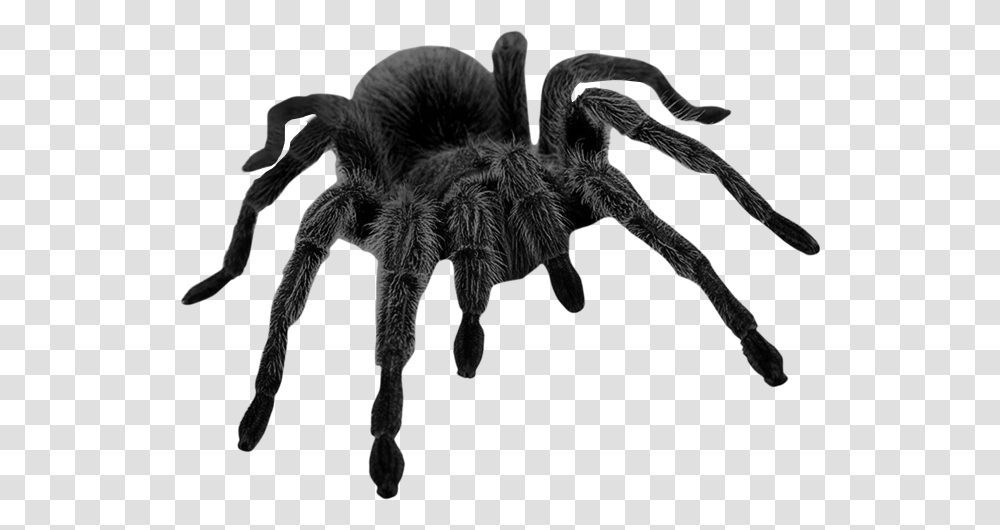 Sticker Tarantula Spider Scary Realistic, Insect, Invertebrate, Animal, Arachnid Transparent Png