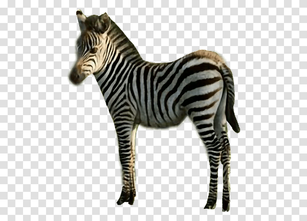 Sticker Zebra Stripes Black Amp White Animal Freetoedit Quagga, Wildlife, Mammal Transparent Png