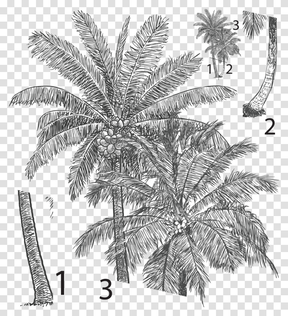 Stickercomespalmerassolxml Palm Tree Realistic Drawing, Plant, Ornament, Fractal, Pattern Transparent Png