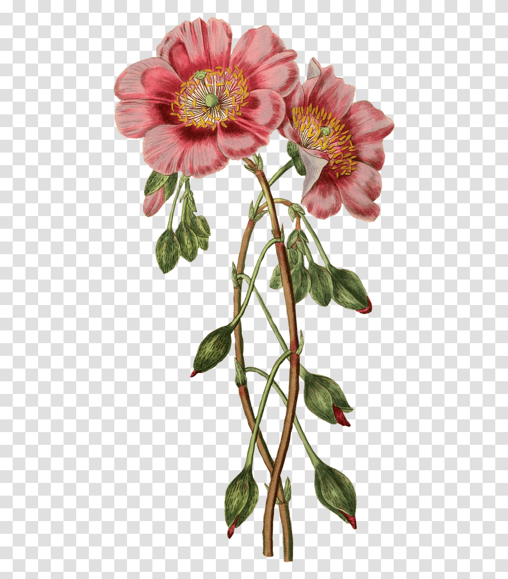 Stickpng Nature Vintage Flower Illustration, Plant, Acanthaceae, Blossom, Geranium Transparent Png