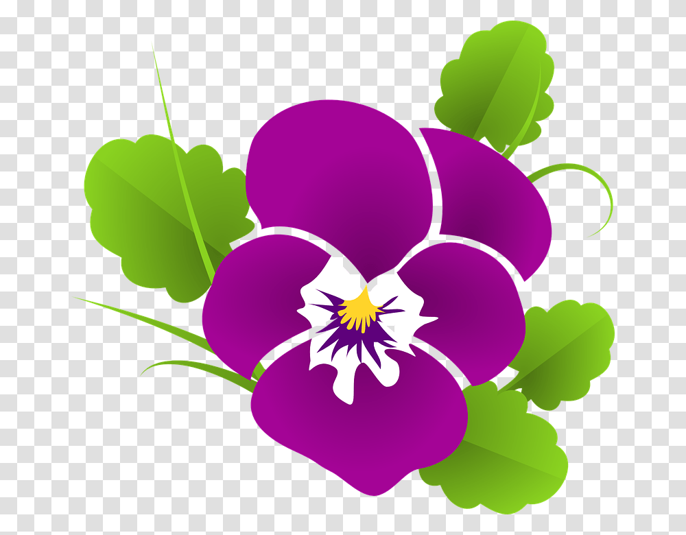 Stiefmtterchen Veilchen Viola Violaceae Blte New Beautiful Wishes Morning, Plant, Flower, Blossom, Pansy Transparent Png