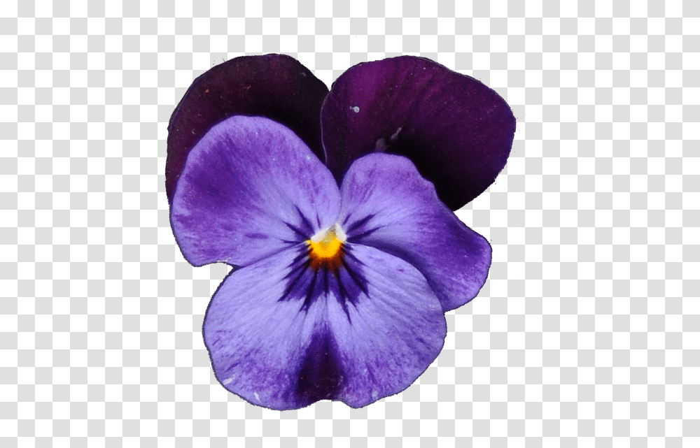 Stiefmuetterchenblaupng Pansy, Plant, Flower, Blossom, Geranium Transparent Png