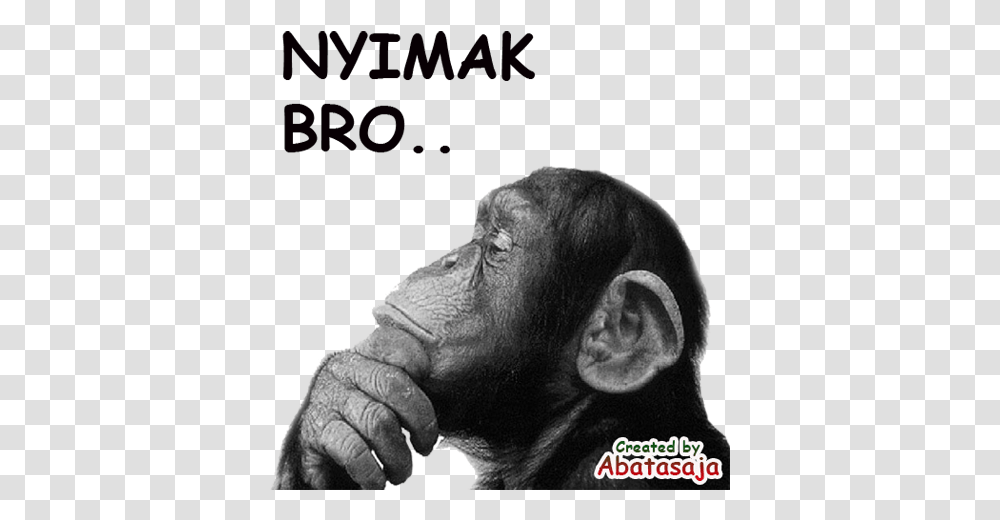 Stiker Monkey Lucu Wastickerapps Apps On Google Play Funny Philosopher, Ape, Wildlife, Mammal, Animal Transparent Png