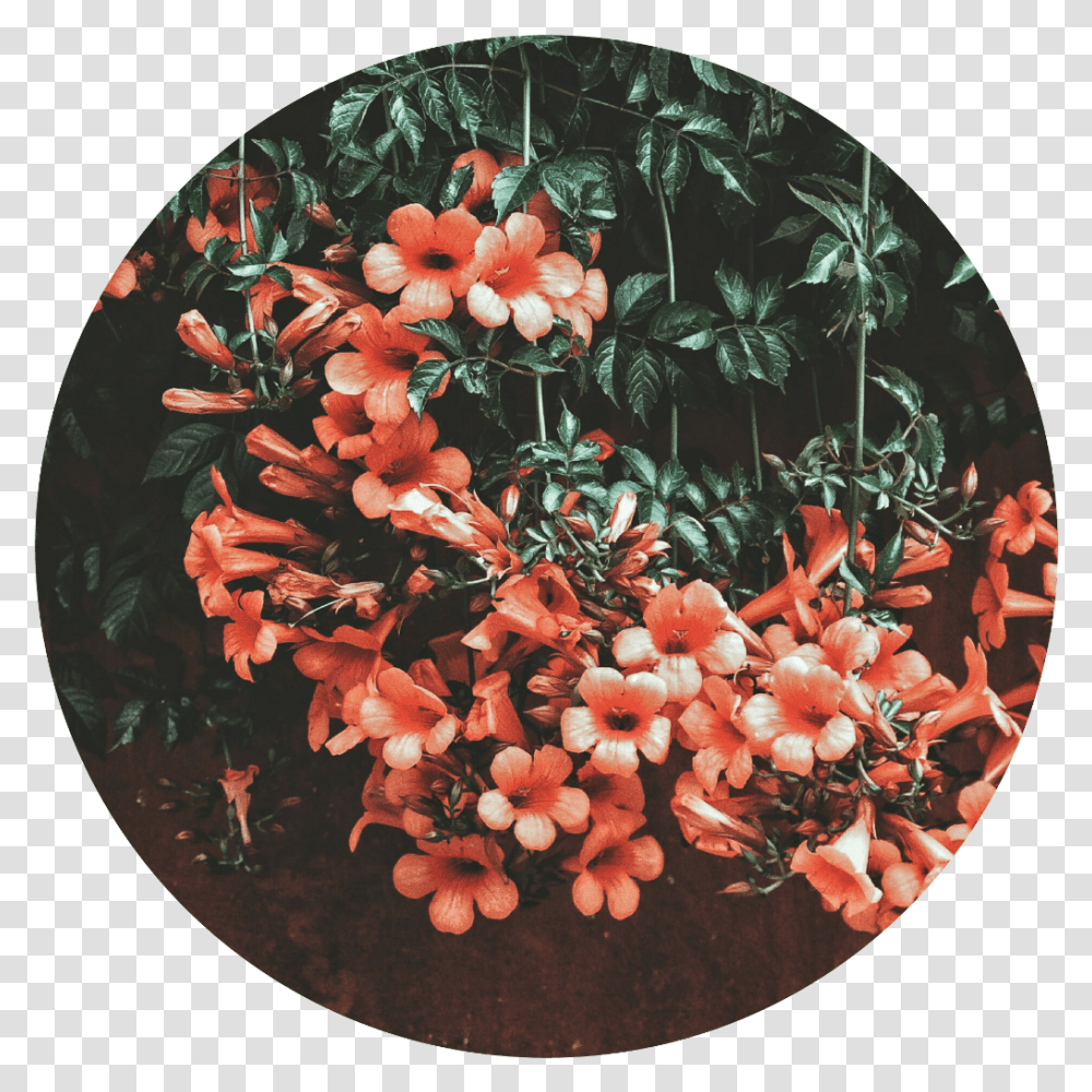 Stiker Tumblr Edit Flores Flower Circulos No Espere Perder Pra Valorizar, Plant, Painting, Dish Transparent Png