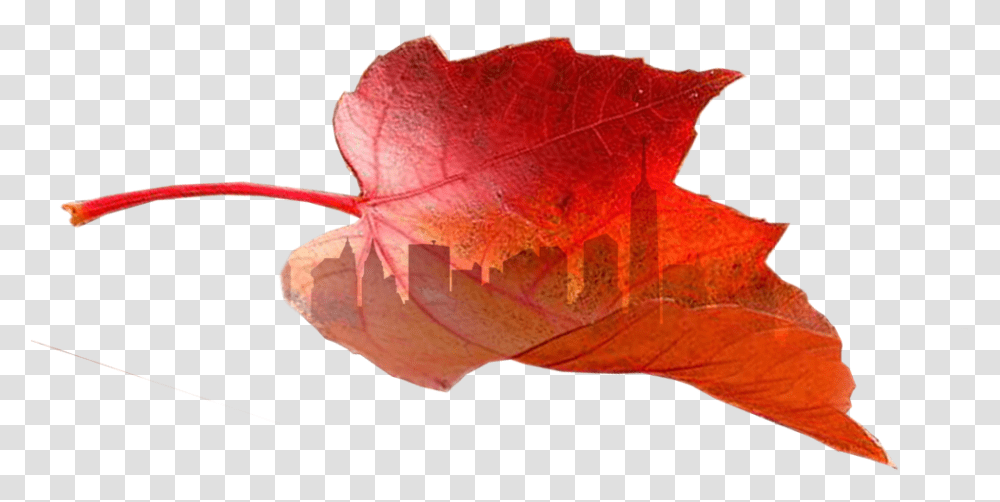 Still Going Strong Adderall These Years Maple Leaf, Plant, Tree, Veins Transparent Png