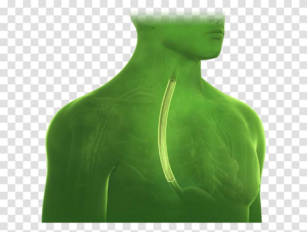 Still Life Photography, Green, Alien, Person, Human Transparent Png