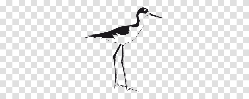 Stilt Animals, Bird, Waterfowl, Crane Bird Transparent Png