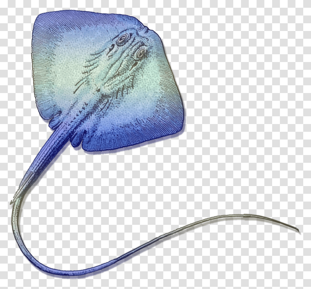 Stingray Gradient Free Stock Photo Deep, Car, Vehicle, Transportation, Automobile Transparent Png