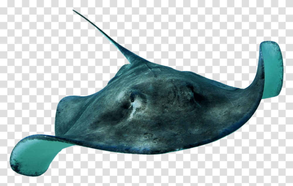 Stingray Hd Real Sea Animals, Car, Vehicle, Transportation, Automobile Transparent Png