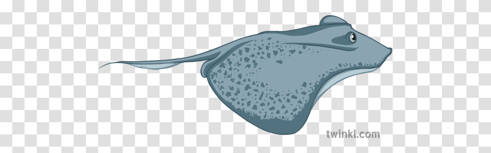 Stingray Illustration Twinkl Freshwater Whipray, Manta Ray, Sea Life, Fish, Animal Transparent Png