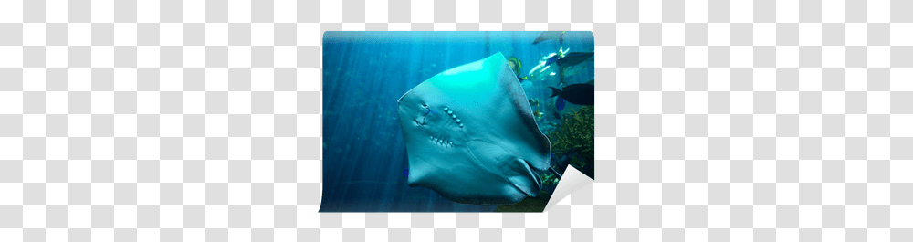 Stingray Wall Mural • Pixers We Live To Change Freshwater Whipray, Manta Ray, Sea Life, Fish, Animal Transparent Png