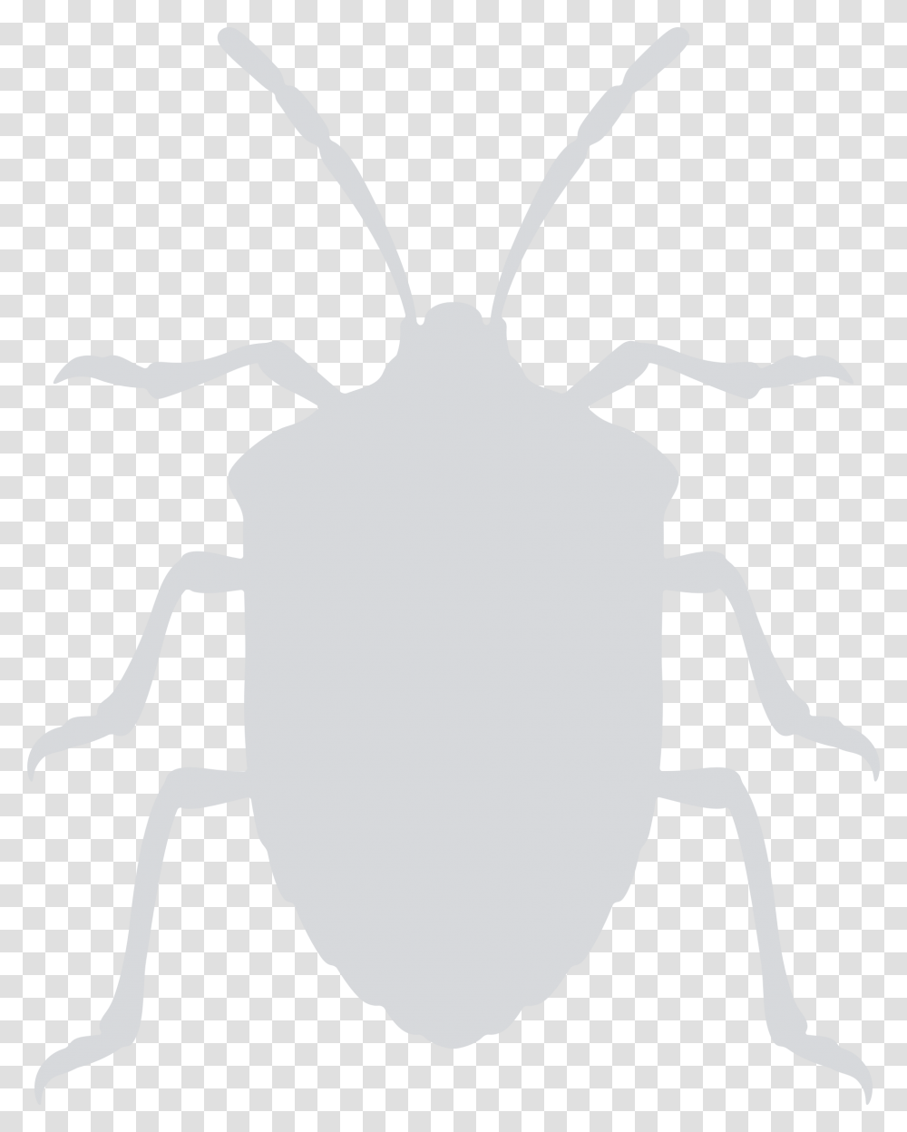 Stink Bug Clip Arts Stinkbug Clip Art, Person, Human, Animal, Insect Transparent Png