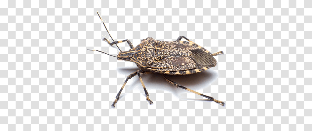 Stink Bug Free Download, Animal, Insect, Invertebrate, Dung Beetle Transparent Png