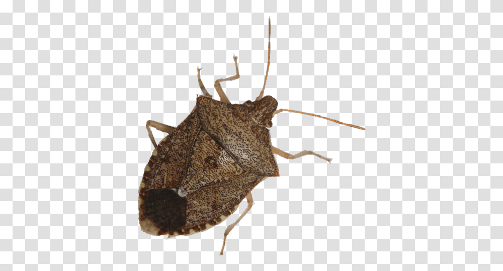 Stink Bug Images Stink Bug, Insect, Invertebrate, Animal, Butterfly Transparent Png