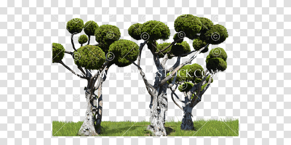 Stock 0007 Background Portable Network Graphics, Tree, Plant, Vegetation, Tree Trunk Transparent Png