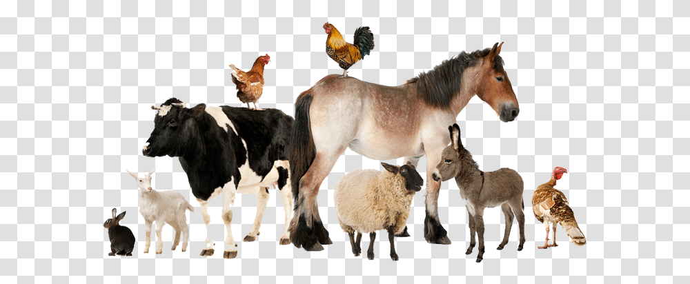 Stock Animals Livestock Real Farm Animals Group Of Farm Animals, Cow, Cattle, Mammal, Horse Transparent Png