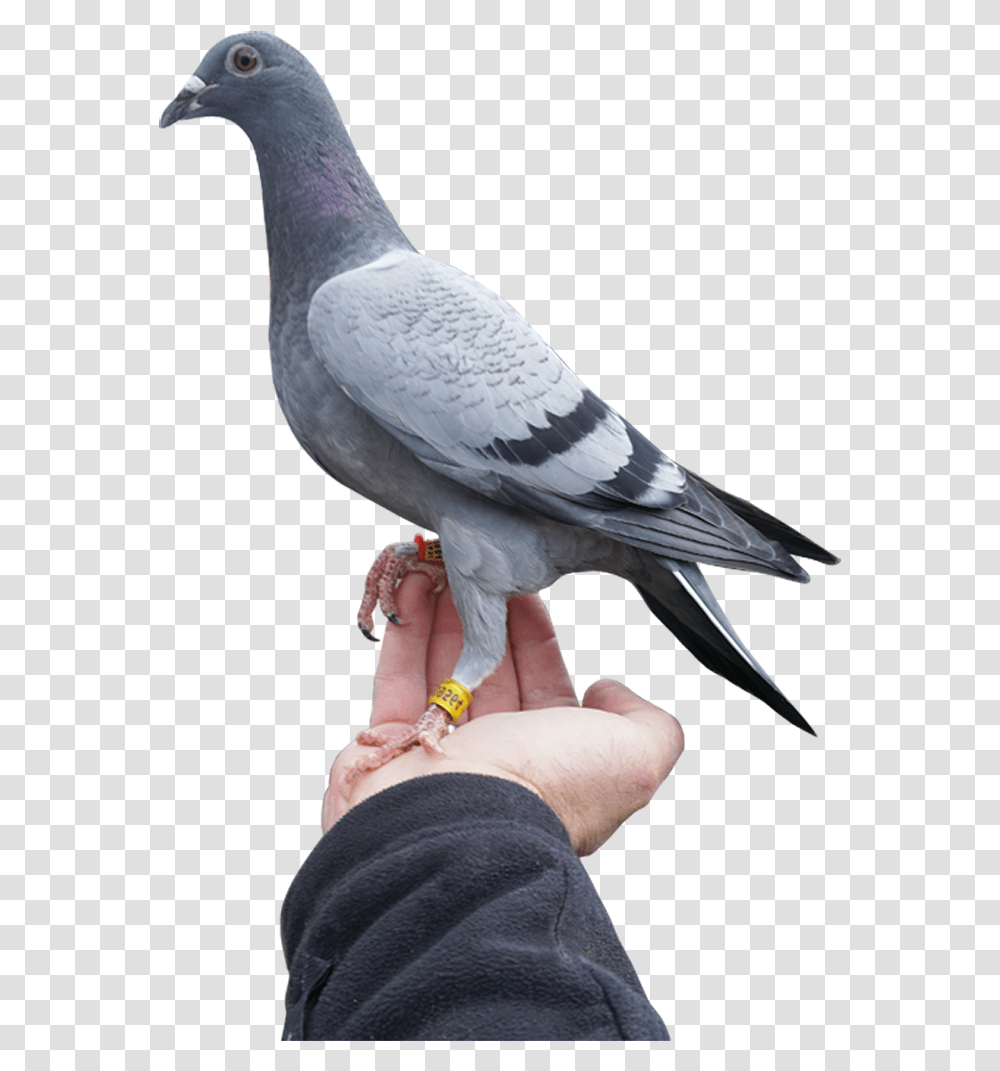 Stock Dove, Bird, Animal, Person, Human Transparent Png