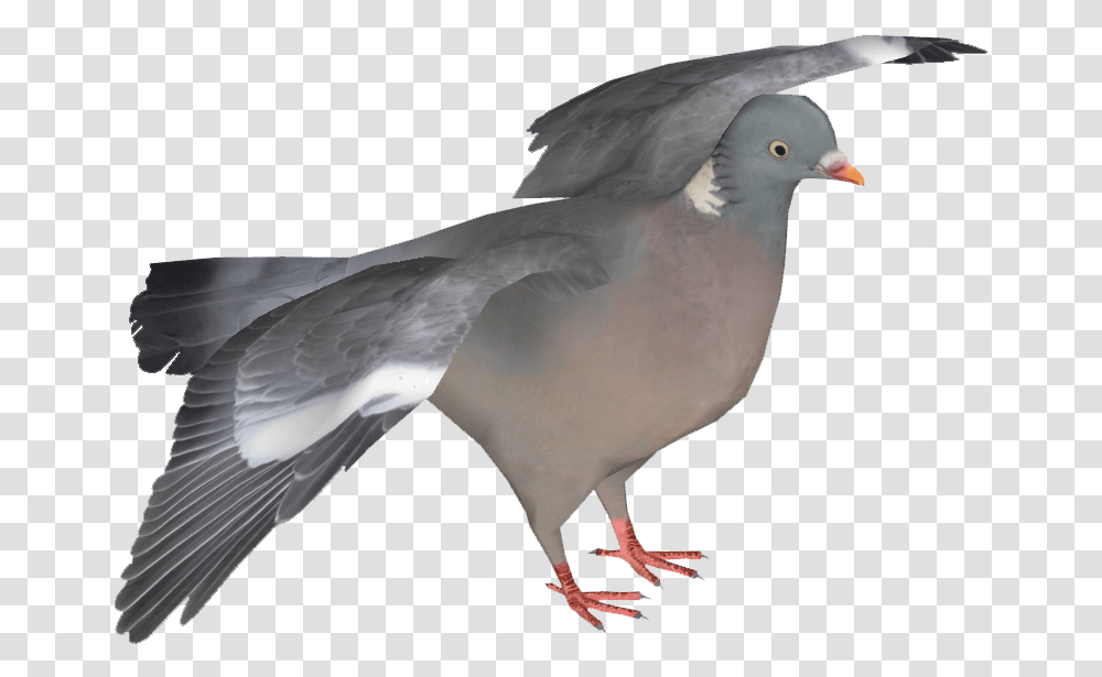 Stock Dove, Bird, Animal, Pigeon Transparent Png