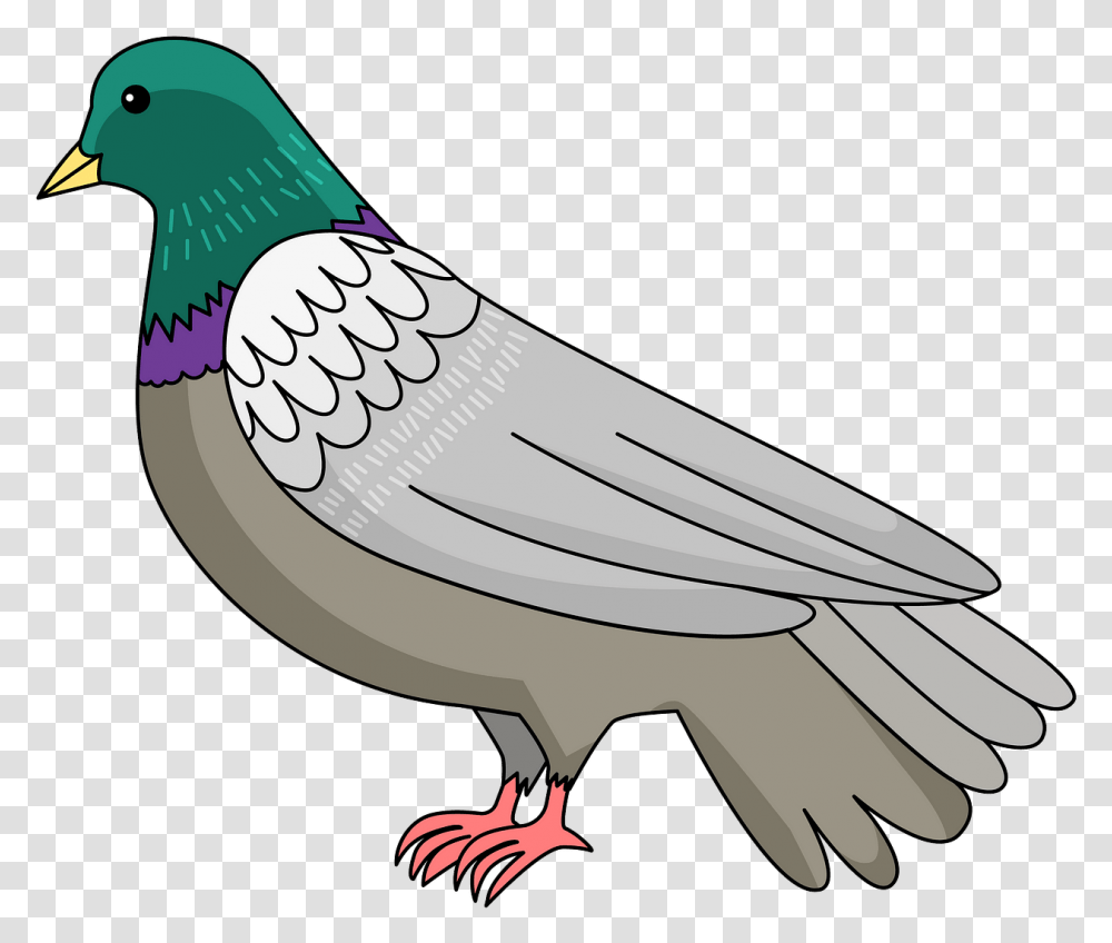 Stock Dove, Bird, Animal, Pigeon Transparent Png