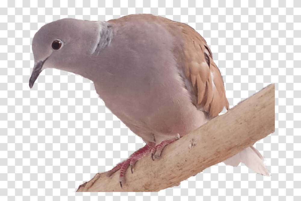 Stock Dove, Bird, Animal, Pigeon Transparent Png