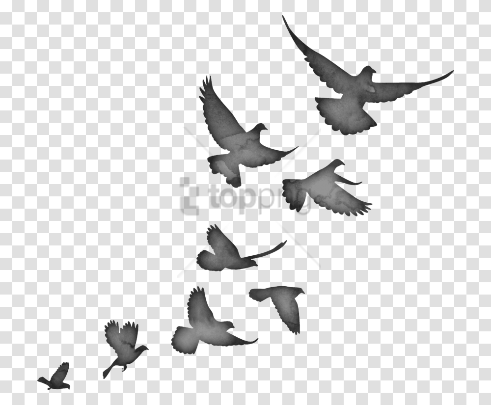 Stock Dove Flying Bird Flock Silhouette, Animal, Pigeon, Blackbird, Agelaius Transparent Png