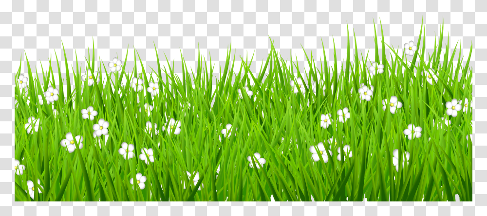 Stock Grass Background Clipart Grass Flower Transparent Png