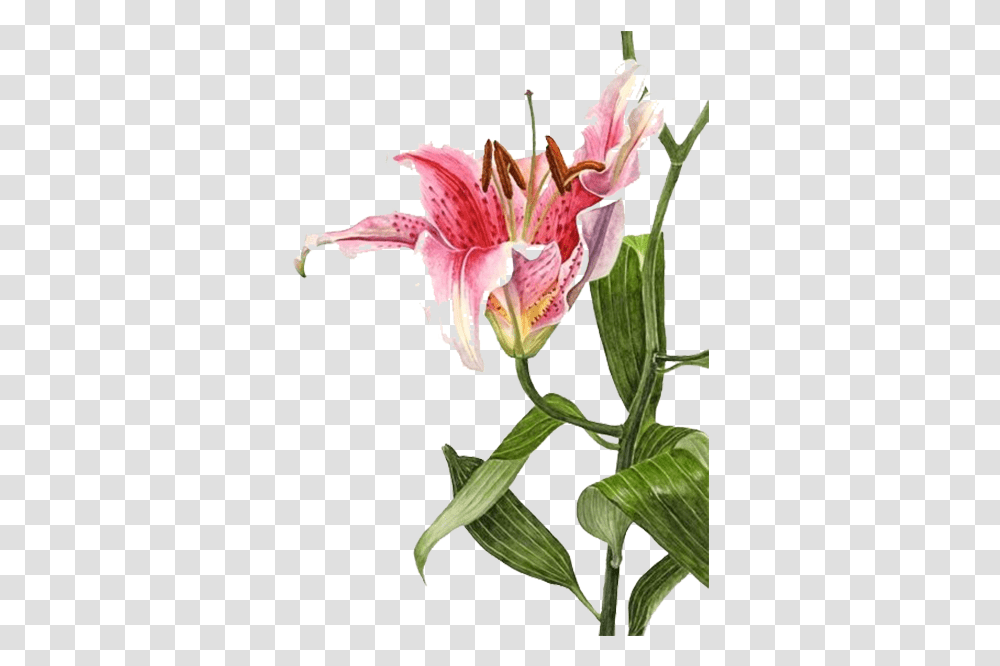 Stock Lilium Bulbiferum Watercolor Stargazer Lily Botanical Illustration, Plant, Flower, Blossom, Amaryllis Transparent Png
