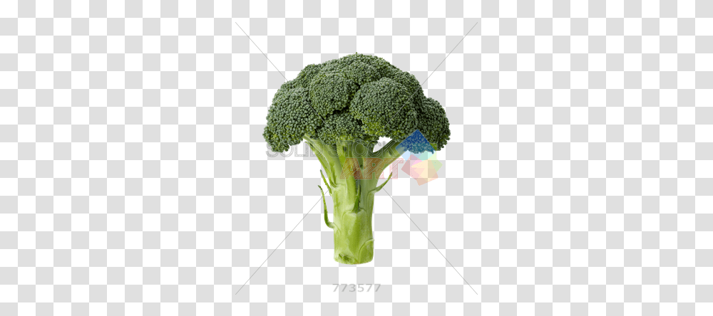 Stock Photo Of Broccoli Head Isolated Slice Of Broccoli, Vegetable, Plant, Food Transparent Png