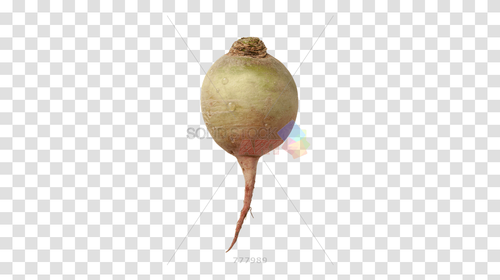 Stock Photo Of Single Radish Isolated Vegetable Cut In Half, Turnip, Produce, Food, Plant Transparent Png