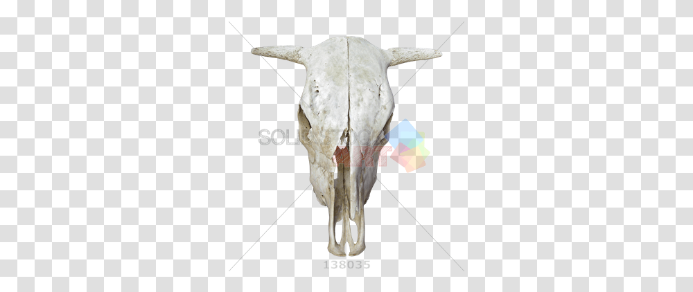 Stock Photo Of Skull A Cow With Horns Bull, Animal, Cattle, Mammal, Bird Transparent Png