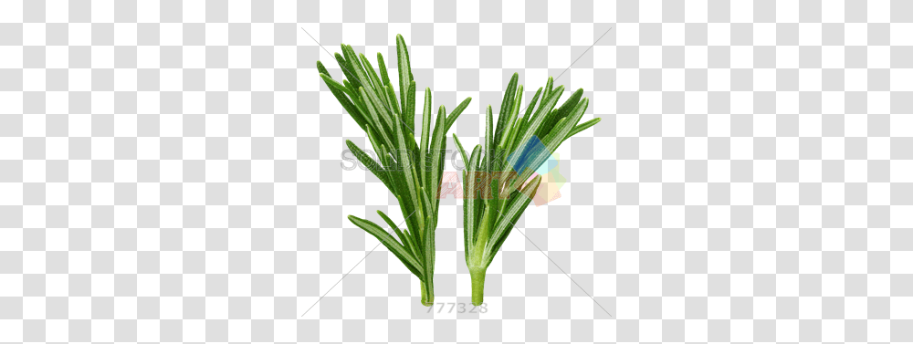 Stock Photo Of Sprigs Of Rosemary Herb Isolated On, Plant, Flower, Produce, Food Transparent Png