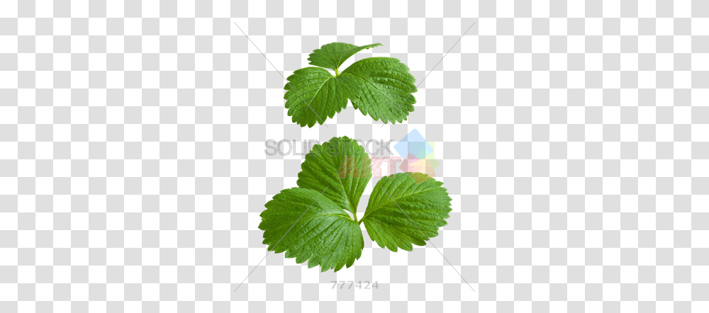 Stock Photo Of Strawberry Leaves Isolated Strawberry Leaves, Leaf, Plant, Potted Plant, Vase Transparent Png