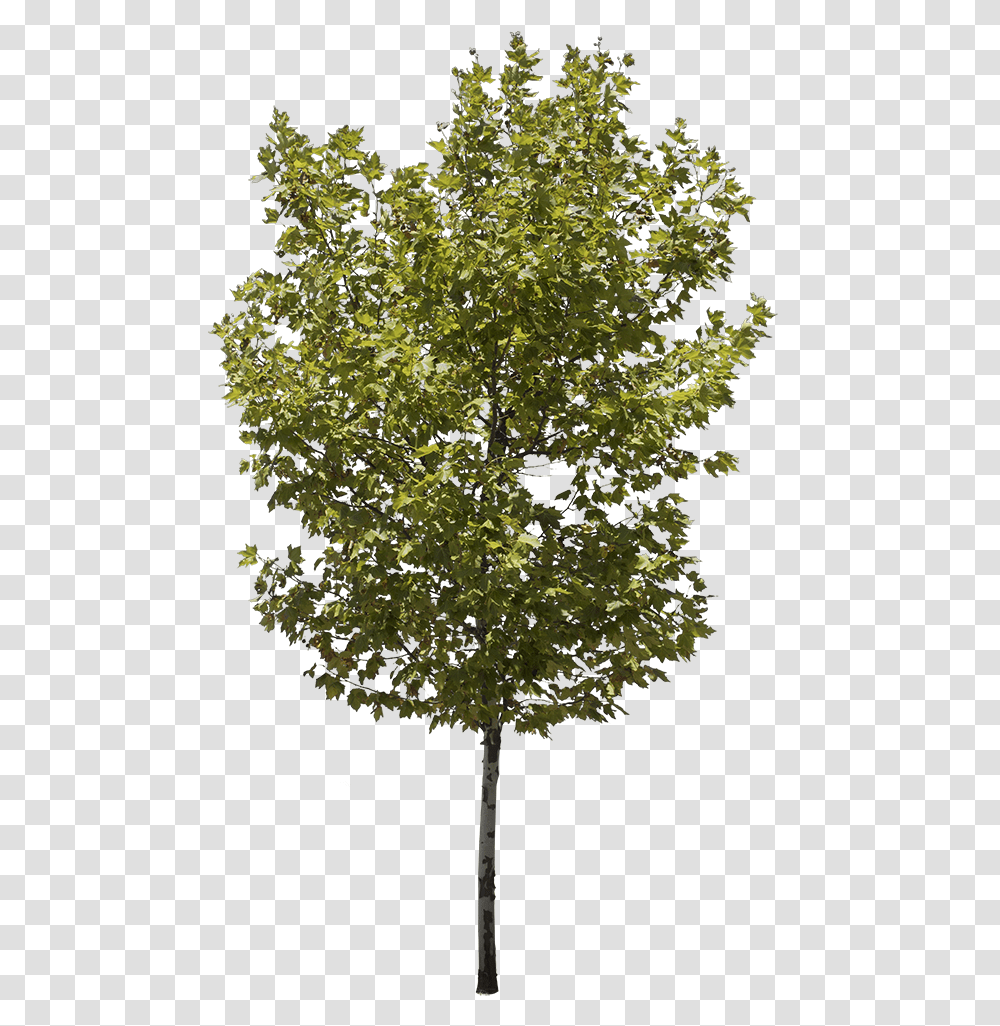 Stock Photo Tree, Plant, Maple, Tree Trunk, Oak Transparent Png