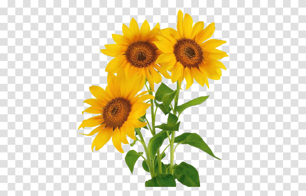 Stock Photography Common Sunflower Vase With Three Three Sunflower, Plant, Blossom, Daisy, Daisies Transparent Png