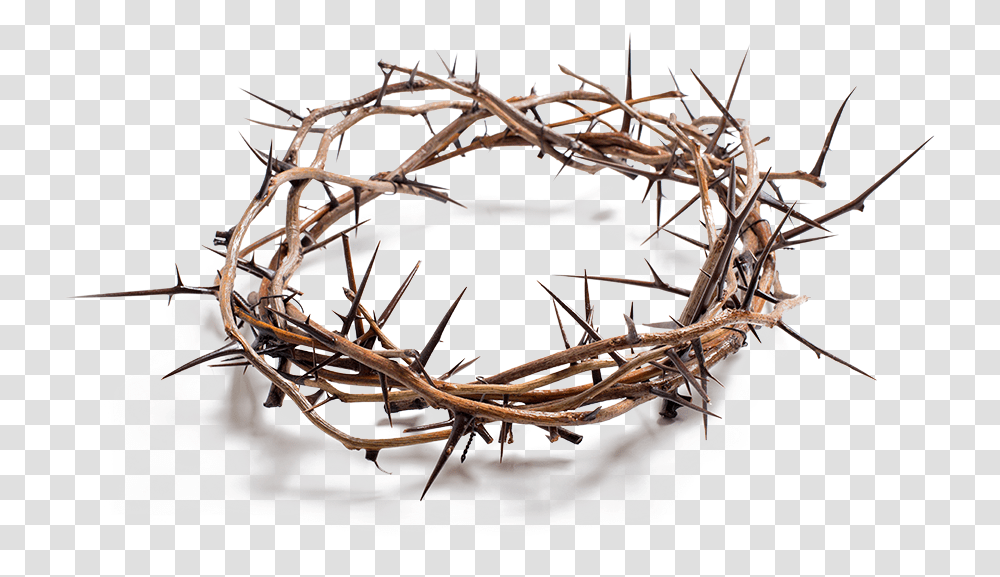 Stock Photography Crown Of Thorns Royalty Free Crown Of Thorns, Antler, Nest, Bird Nest, Plant Transparent Png